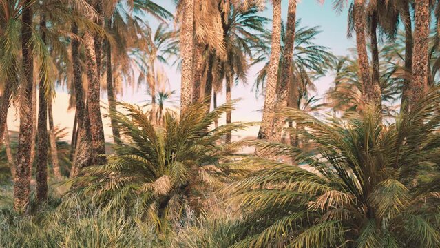 palm trees in the Sahara desert