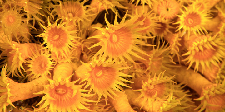 Yellow Encrusting Sea Anemone, Parazoanthus axinellae, Cabo Cope Puntas del Calnegre Regional Park, Mediterranean Sea, Murcia, Spain, Europe