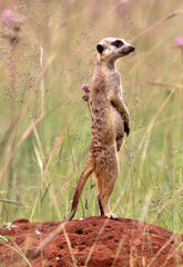 Meerkat, South Africa