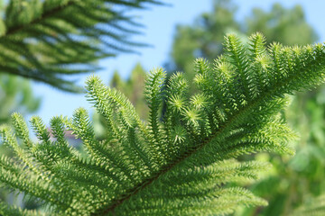 Tropical plant. Spring Garden. Tender evergreen tree branch. Beautiful natural background. Branch on the sky background.  Evergreen tree of Turkey. Park in Turkey. Green background. Ecology