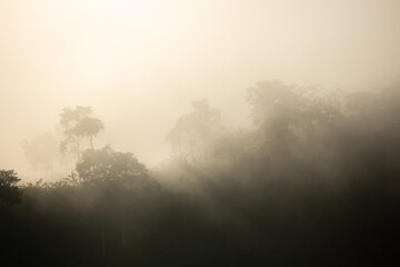 landscape of beautiful sunrise morning golden fog penetrating through the trees on the mountain golden olive color in Colombia tropical exotic country