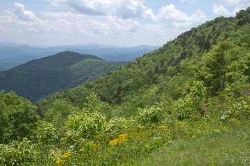 Lush Mountain Wilderness in North Carolina