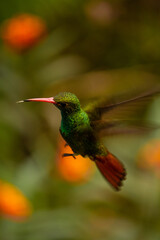 Fototapeta na wymiar bright cute beautiful green hummingbird with red beak and red orange tail flying and brighting on light in the garden with flowers in exotic tropical country Colombia