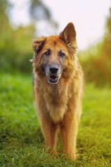 cute funny german shepherd dog woolen brown big dog with orange eyes and black nose looking at the camera without one ear walking to the camera in beautiful sunny summer day on green grass in shelter