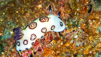 Sea Slug, Dorid Nudibranch, Funeral Jorunna, Jonrunna funebris, Coral Reef, Lembeh, North Sulawesi, Indonesia, Asia