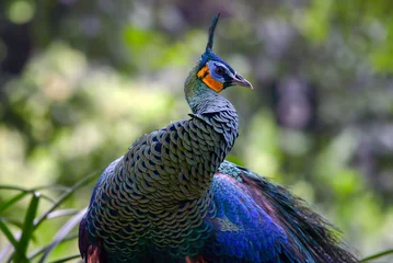  Beautiful Javan green peacock in the forest © DS light photography