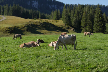Fototapeta premium Kuhherde im Allgäu.