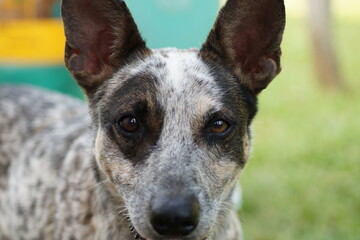 Perro pastor ganadero australiano