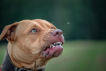 Portrait of a growling American Pit Bull Terrier. - obrazy, fototapety, plakaty