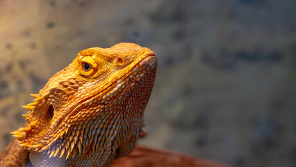 Yellow iguana basks under a warm lamp in a terrarium