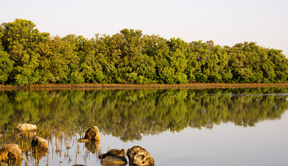 mangrove trees in wakrah dog beach