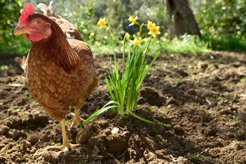 Free-grazing domestic hen on a traditional free range poultry organic farm. Adult chicken walking on the soil near daffodils.