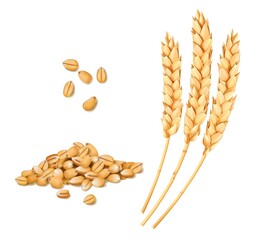Wheat, rye or oat and barley realistic spike and grains. Cereal ears. Isolated vector bread and bakery yellow wheat stalks of grain for food and agriculture, organic farm crop harvest