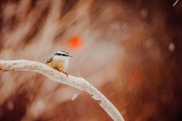 Naklejka premium Red Breasted Nut Hatch sitting on a branch
