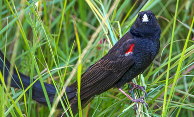 Long-tailed Widowbird, Pilanesberg National Park