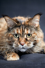 Close-up studio portrait of the muzzle large Maine Coon cat.