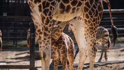 jirafa amamantando a un bebe jirafa en el zoo
