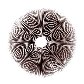 Psilocybin mushroom spore print on white background