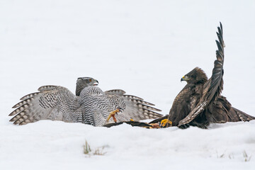 Goshawk and Buzzard fighting.