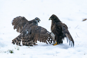 Goshawk and Buzzard fighting.