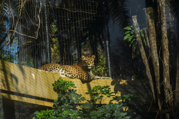 Leopardo tumbado en una jaula en el zoo mirando de frente © desiree
