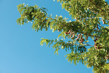 Tamarind Tree on Blue Sky Wallpaper