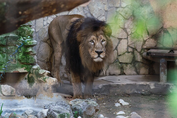 reatro de un leon en el zoo, leon en el zoo mirando al infinito, leon adulto mirando de frente
