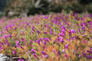 Obraz premium fiore viola