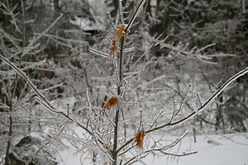 Winter trees in ice and snow in Canada. Tree after frozen rain.