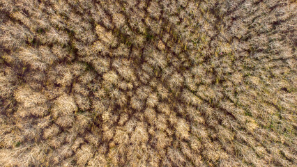 Top view from drone of late autumn forest with no leaf trees in sunset shine. Texture of dry and flammable trees 