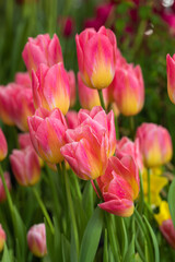 Delicate pink and yellow fresh tulips in the garden background