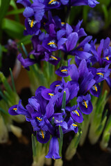 Fresh blue irises flowers close up, soft selective focus © Ekaterina Senyutina