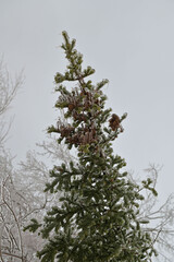 Branches of spruce covered with ice after rain