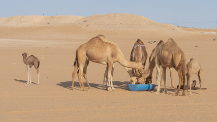camels eating food at a farm in Qatar.