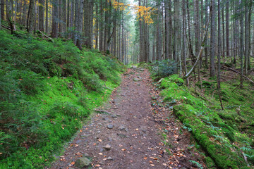 Obraz premium way in deep forest