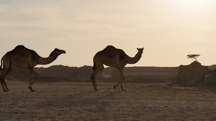Herd of farm camels walking during the sunset in Qatar.