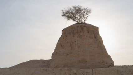 Lonely Tree on clay Rock in dukhan umm bab
