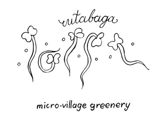 Rutabaga vector doodle illustration set. Hand drawn Rutabaga microgreens. Healthy food. Detailed organic product sketch. Cooking flavor ingredient. Great for label, sign, icon