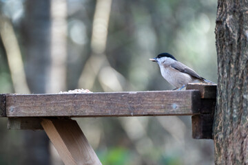 Blackcap (Sylvia atricapilla) foraging for food on a wooden seed tray