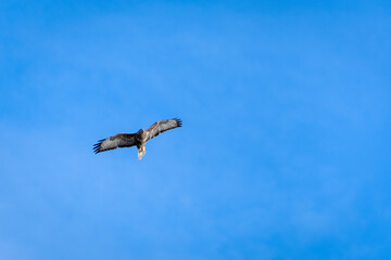 Common Buzzard (Buteo buteo) flying near East Grinstead in West Sussex
