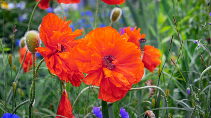 Red poppies in the field. Flowering poppies
