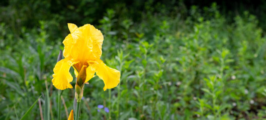 Yellow iris among green vegetation. Copy space