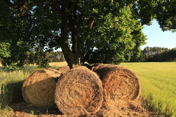 Wałki słomy © Ireneusz