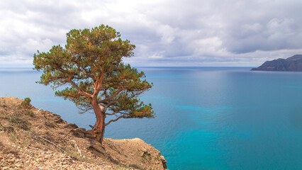 Pine tree on a steep cliff with a sea and mountains view in Crimea.