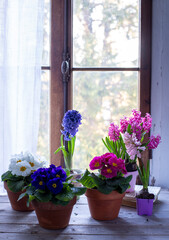 Fototapeta na wymiar Primule di vario colore in vaso e giacinti nello sfondo di fronte ad una finestra