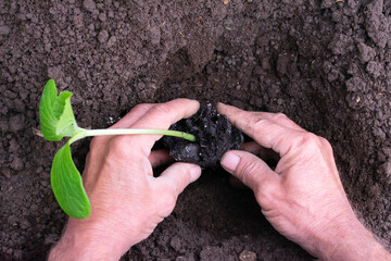Top view of male hands holding green young plant for planting in hole in the ground, garden bed....