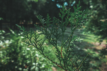 Closeup of evergreen bush branch in a square park.