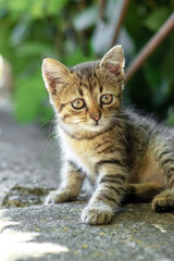 Fototapeta na wymiar A small striped kitten with an attentive look sits on the asphalt near a bush of greenery