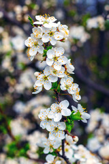 Cherry plum branch with flowers and buds, cherry plum blossoms