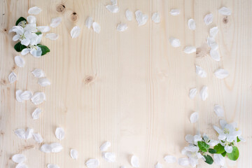 Floral spring background made of white petals of cherry flowers on perimeter of wooden background